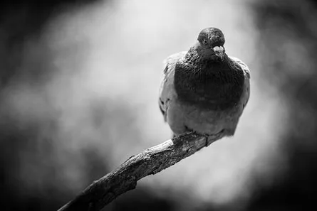 Pigeon-Metz-noir-blanc-ambiance