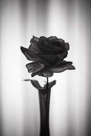 Contre-jour-rose-noir-blanc-rideau-photoart