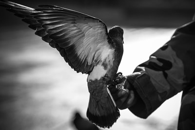 oiseau-aile-beaute-instant-grace-art-noir-blanc-philippe-martz